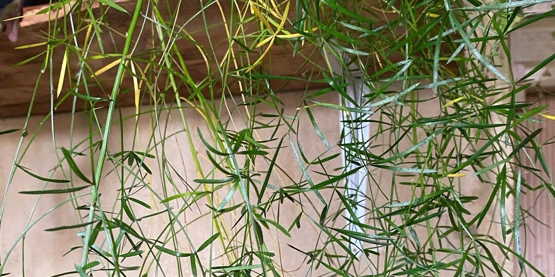 Одомашненные родственники спаржи или как грамотно ухаживать за аспарагусами