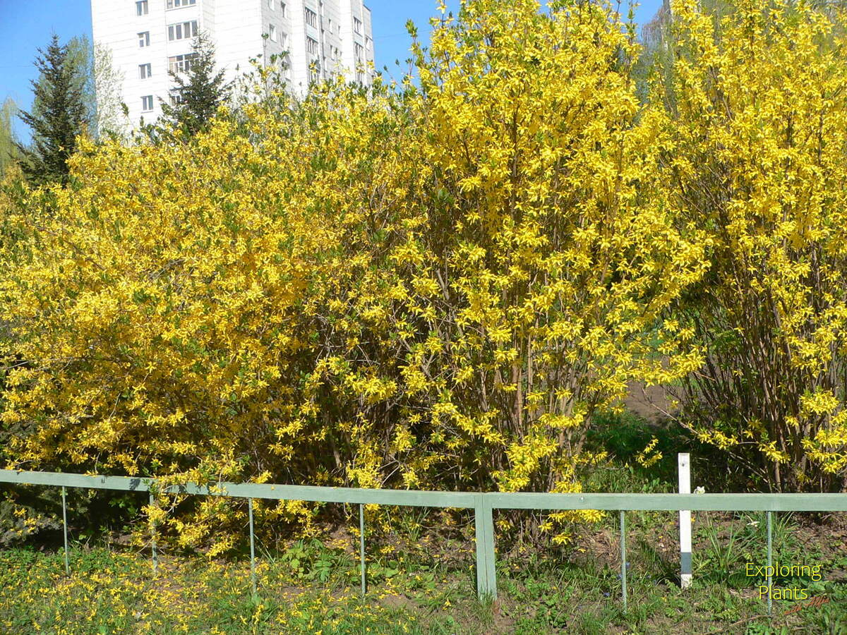 Форсайтия (Forsythia), или если привычнее - форзиция, Казань, ГДЭБЦ, 06.05.2016