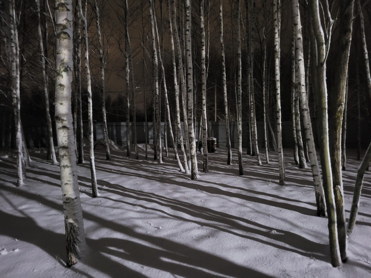 Зимний лес на участке.