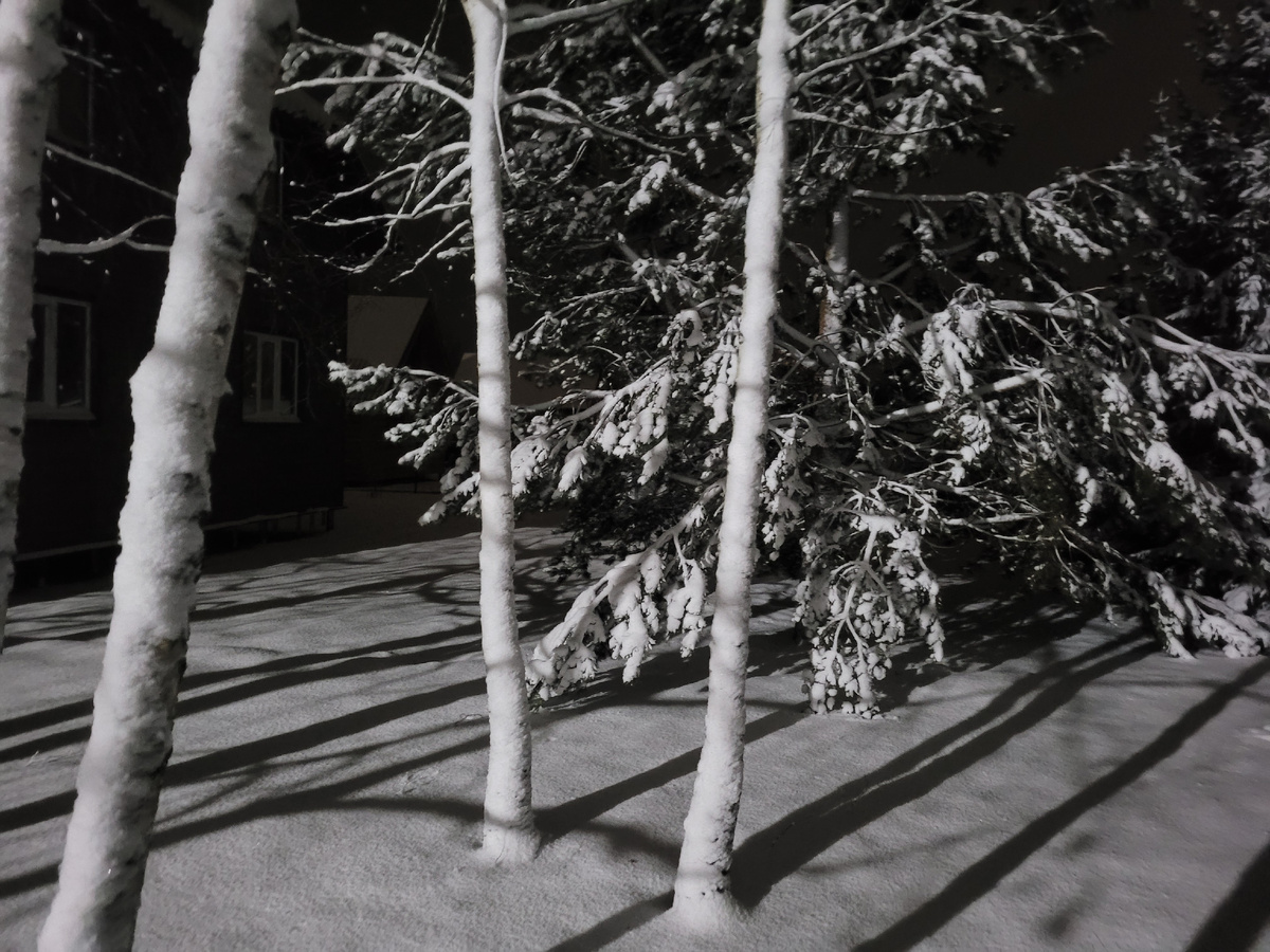 Сосна на участке.