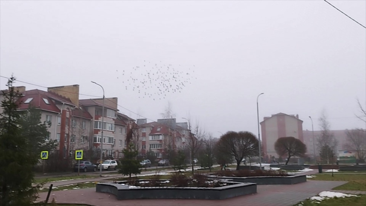 Фото автора. Декабрь в Великом Новгороде. Сквер Каберова