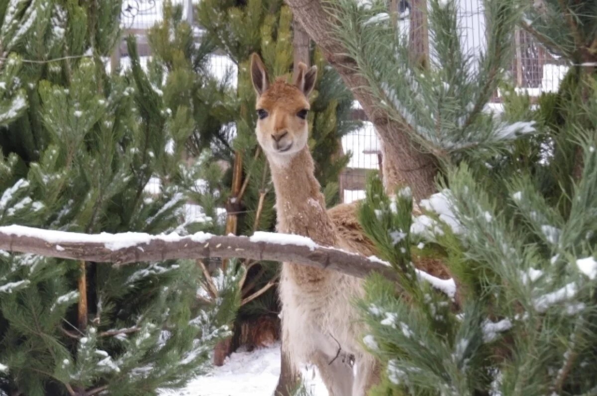    Ульяновский зоопарк собирает для животных ели и сосны