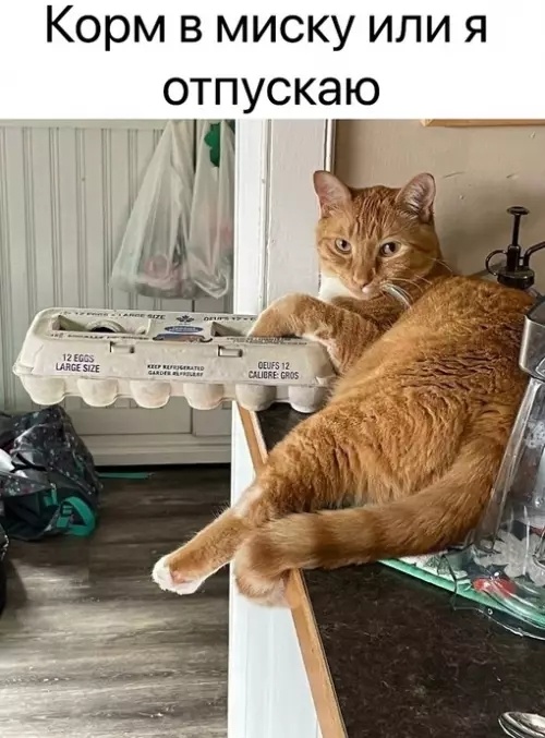 Смех из социальных сетей! Забавные шутки, забавные случаи и веселые рассказы. Фото взято из общедоступных ресурсов соцсетей.