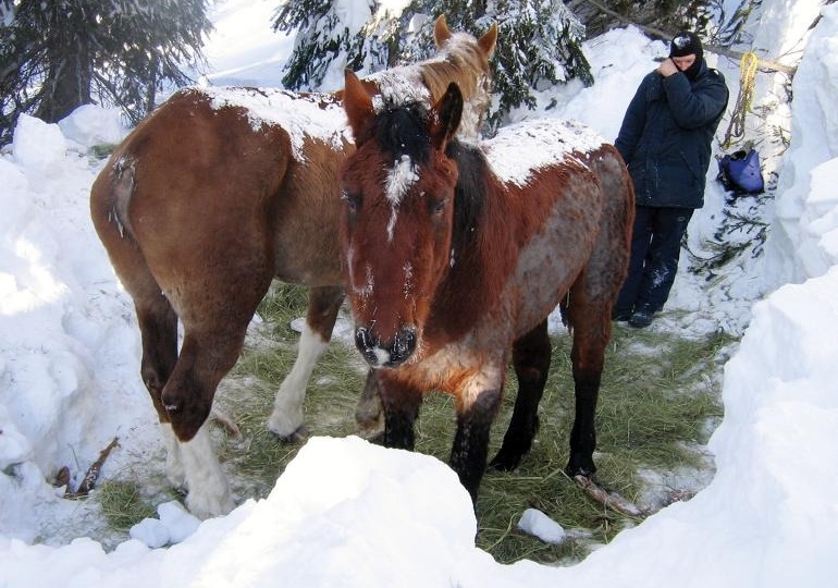 Рождественское спасение двух брошенных лошадей, объединившее местное сообщество.