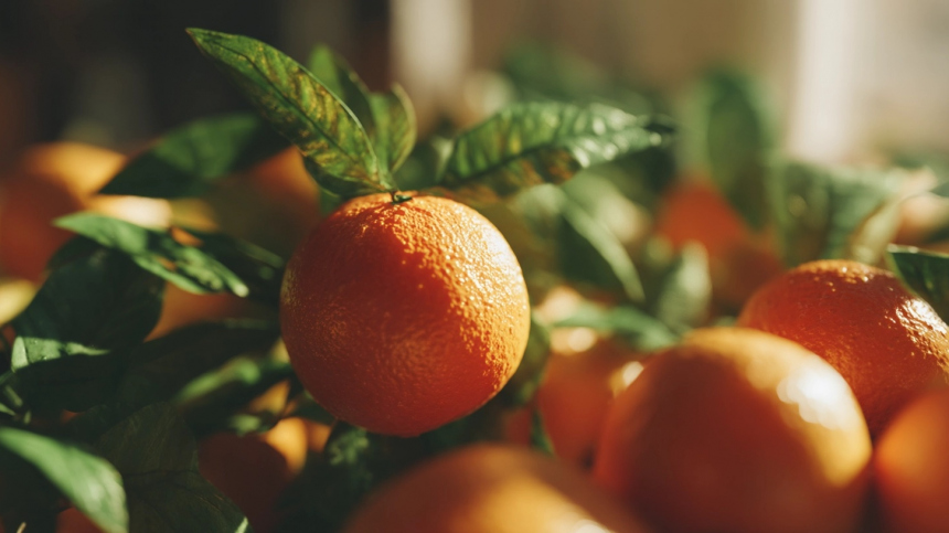 Фото из материала Пятого канала