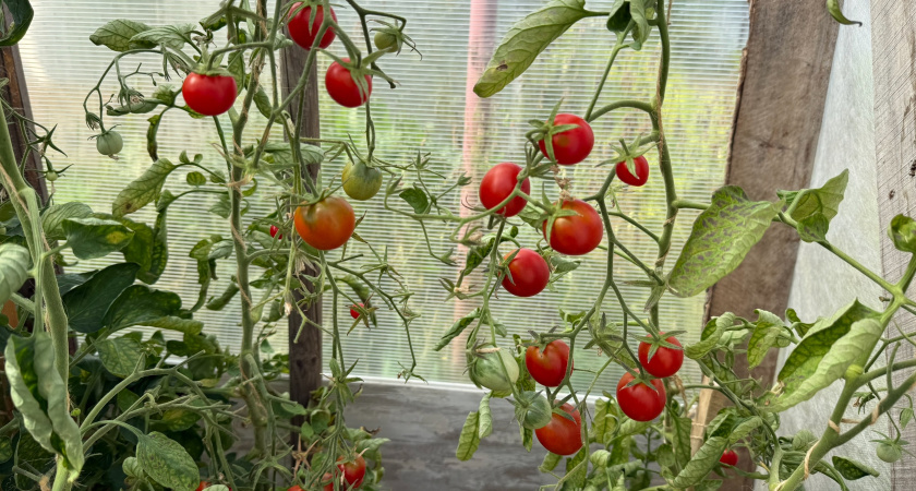    Фото volgogradru.com