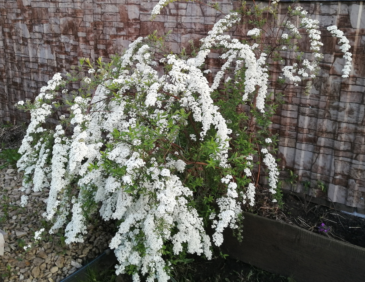 Спирея серая. Фото автора. 