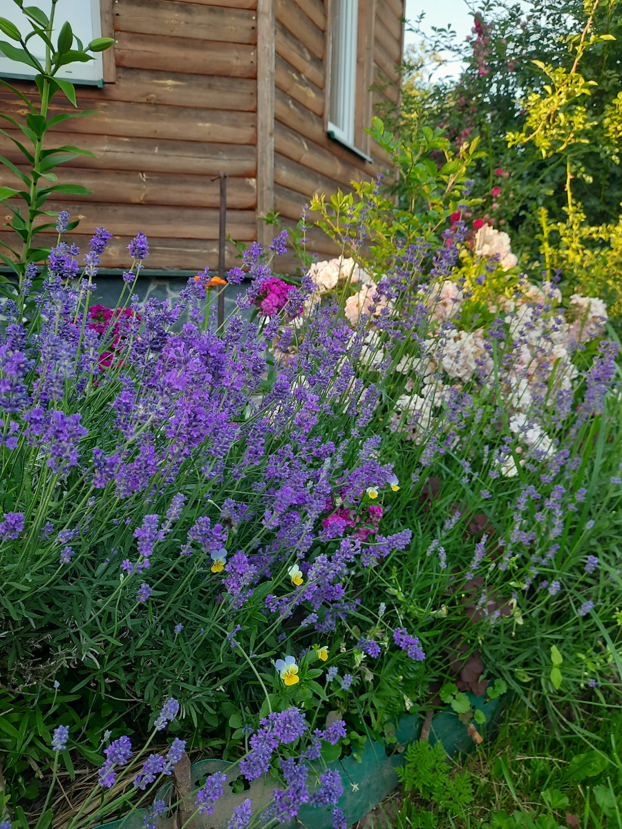 Дачные цветочки