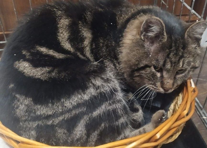 Сократ-Васенька