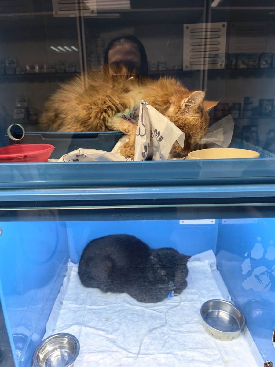 Подобранные нами животные заняли почти весь стационар в милой, душевной и очень доброй клинике. Фото из архива автора