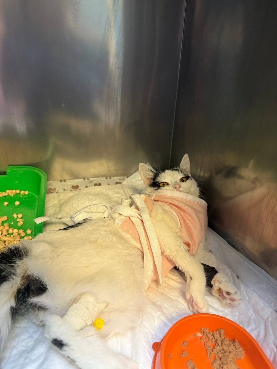 Пока Мики еще в прострации и все еще не взят курс на уверенное выздоровление. Фото из архива автора