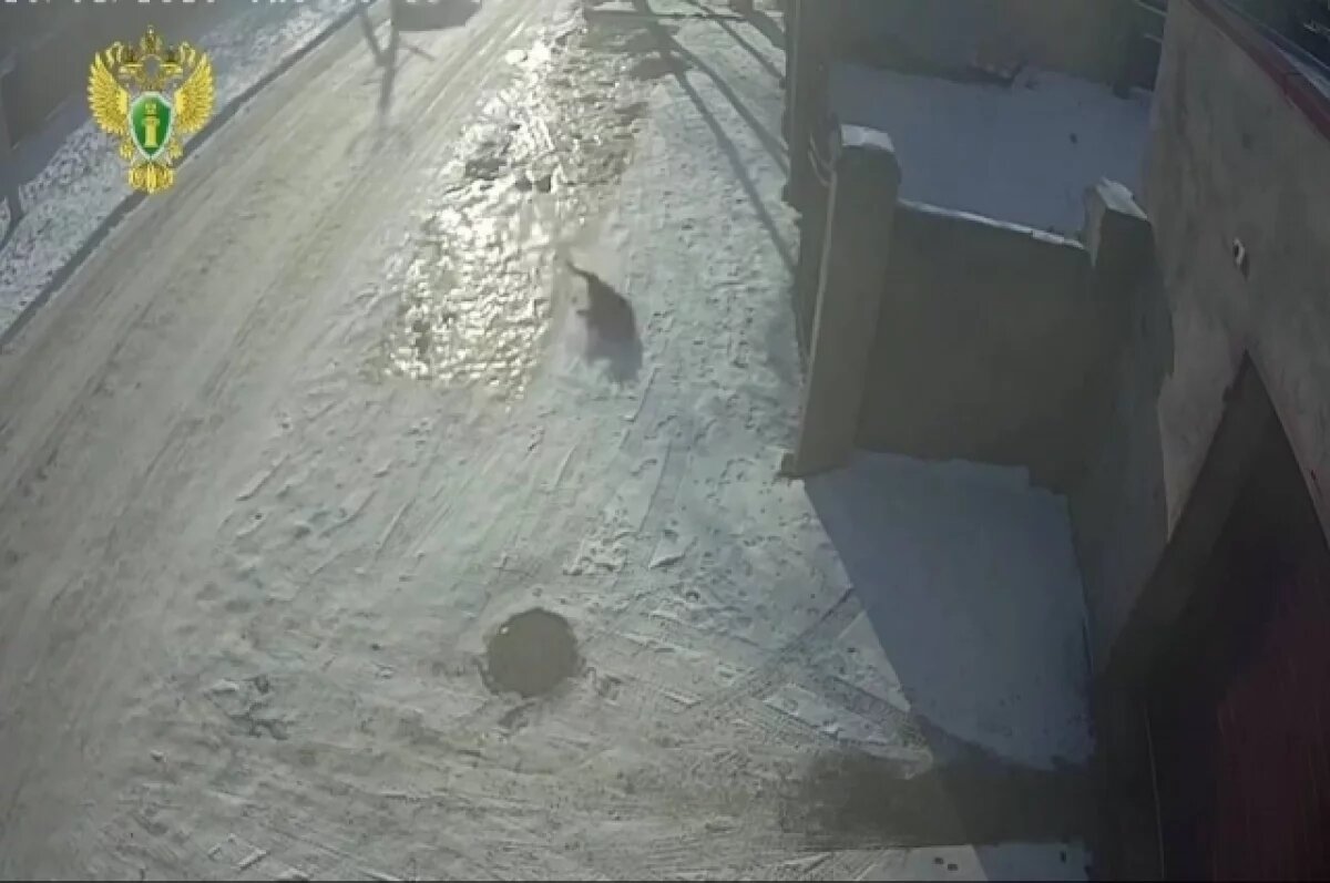    В Уссурийске неизвестные расстреляли собаку, погрузили в авто и скрылись