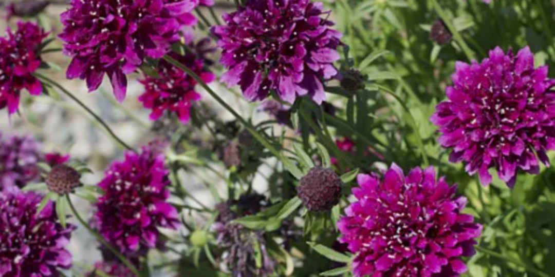 Только эти цветы посажу в 2026 году. Неприхотливые цветы, цветущие все лето в саду. Часть 2