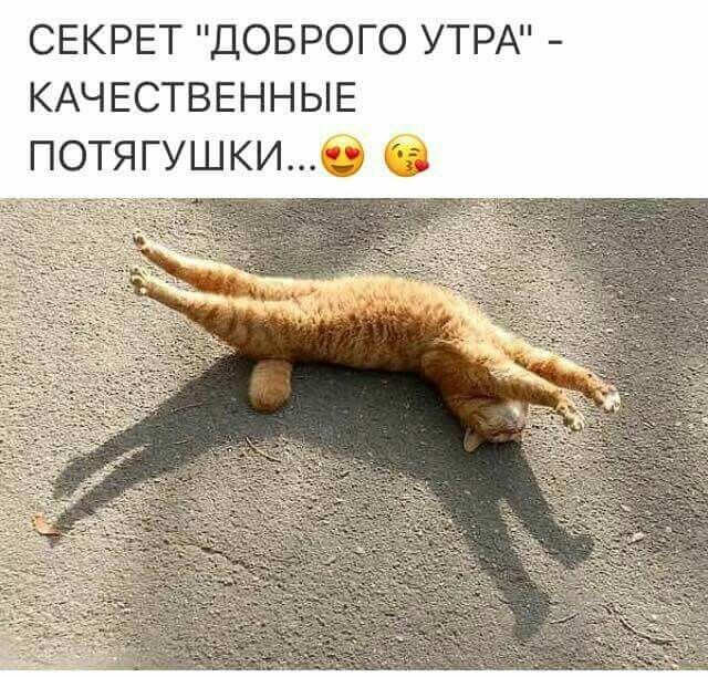 Потягушки кота