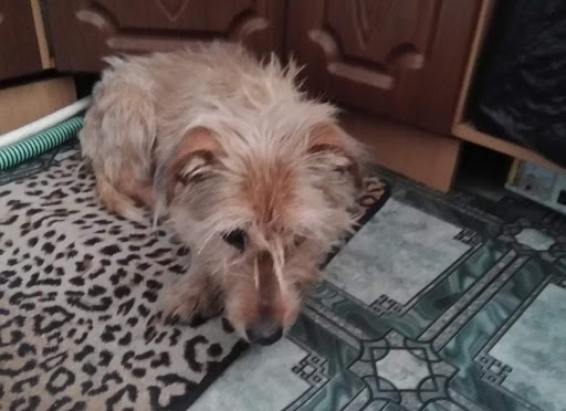 Эту собаку спас житель Кемерова, рискуя своей жизнью