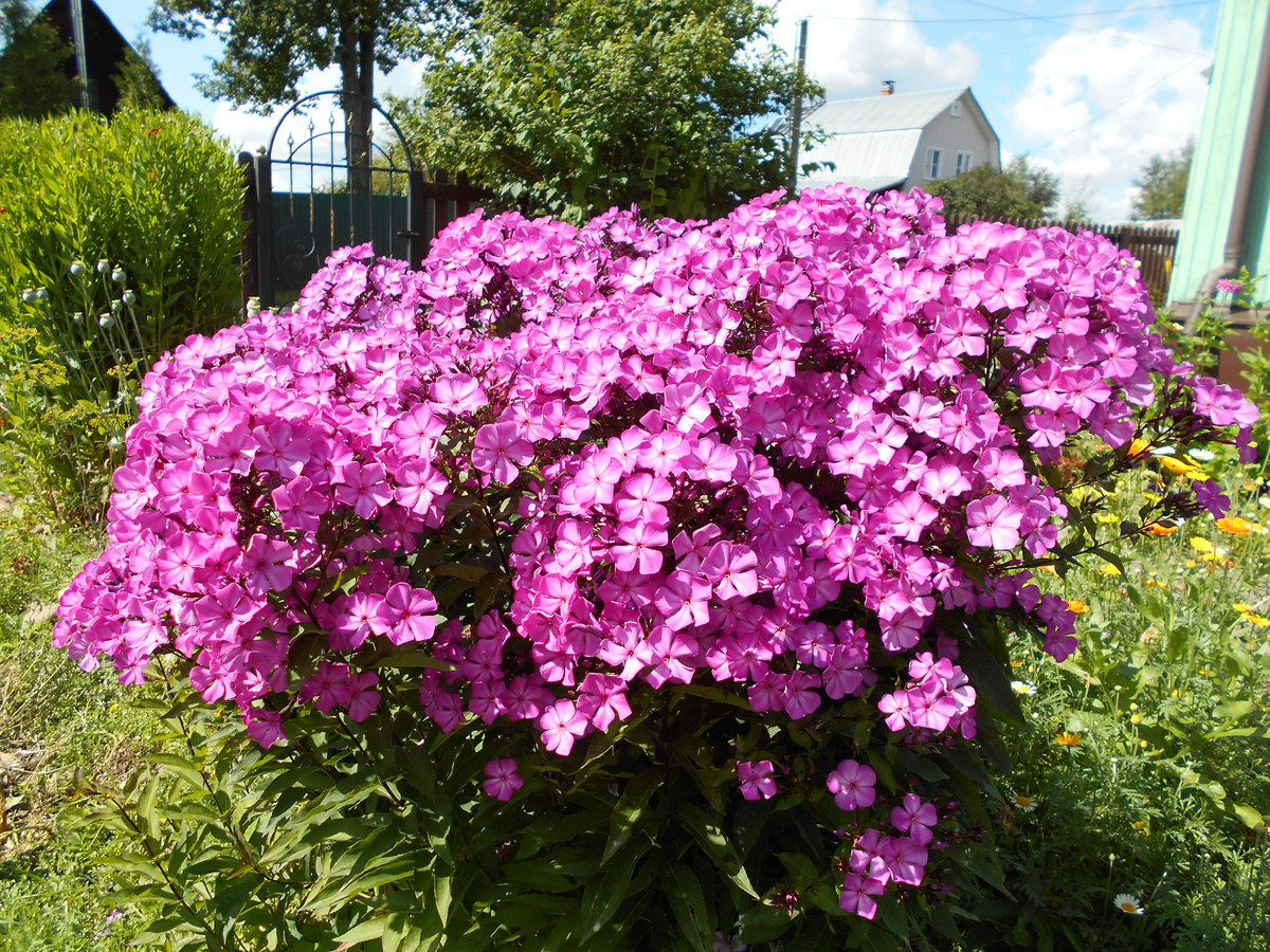 Флокс без сорта