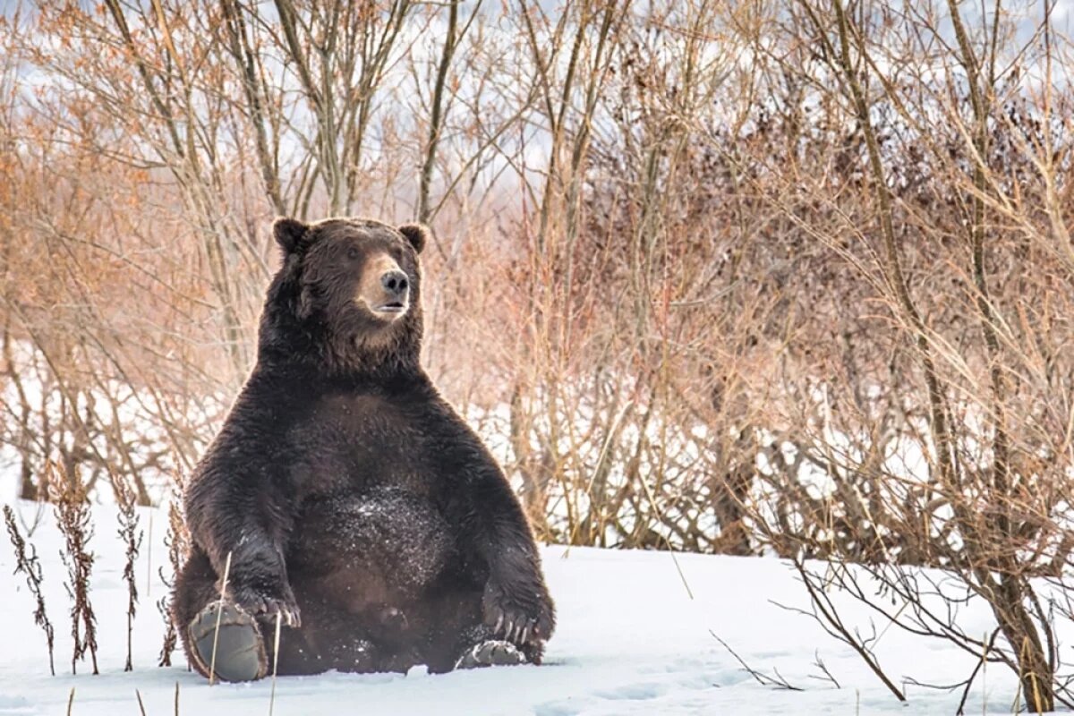    «Присел на дорожку», финалист выставки «Зимние истории» на Тверском бульваре в Москве.