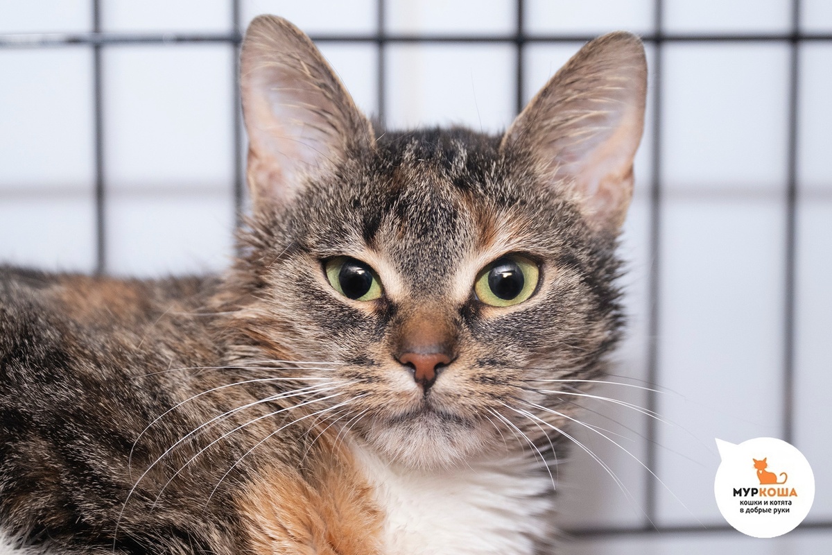 Очаровательная кошечка была найдена на улице.