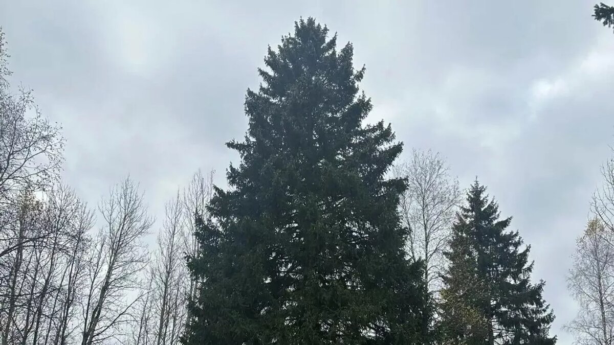 Главная новогодняя ёлка России, высотой 26 м., ей ровно 100 лет!