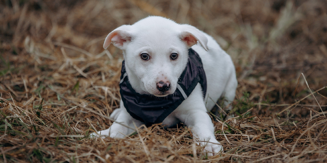 Крошик в поисках семьи!