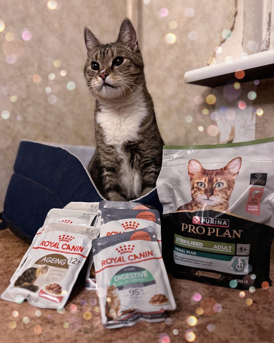 © ВСЕ ОТТЕНКИ КОШАЧЬЕГО. Подарок от Екатерины Г. (заказ №186697). 🎁 Передаем благодарность от Рутика! 💗