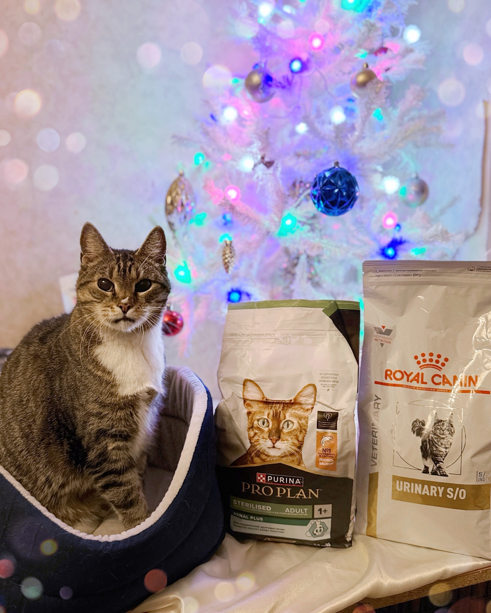 © ВСЕ ОТТЕНКИ КОШАЧЬЕГО. Подарок от Светланы (заказ №186905). 🎁 Передаем благодарность от Рута! 💗