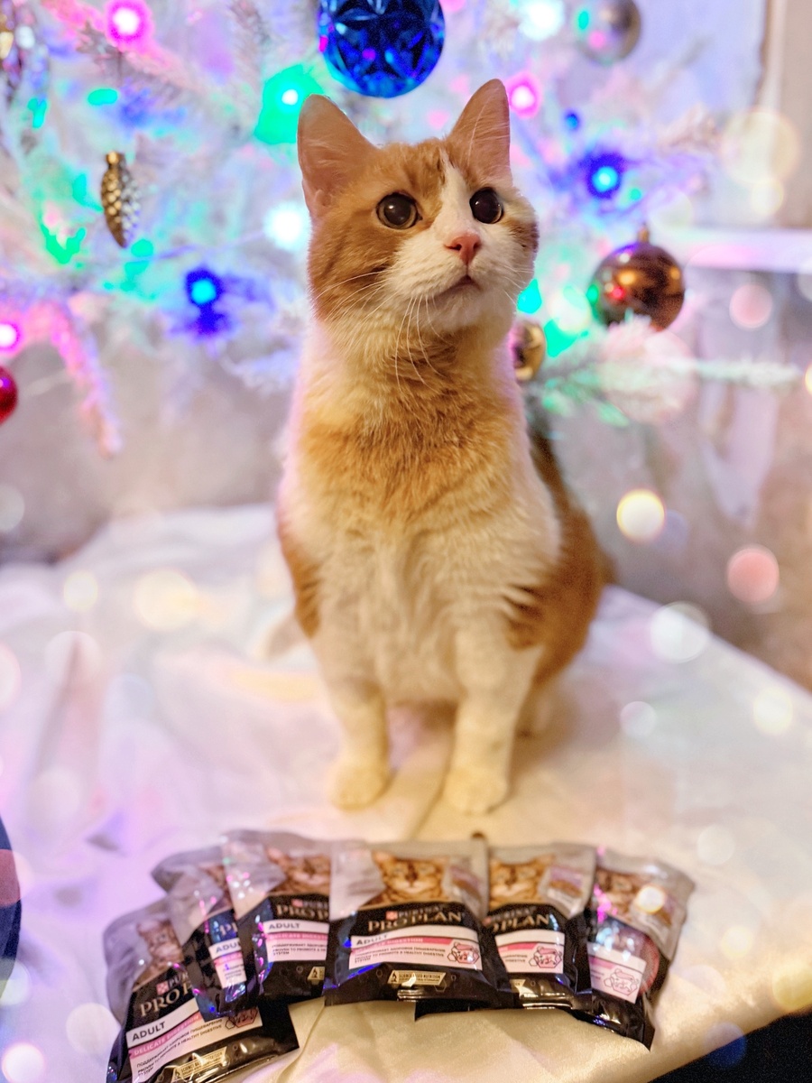 © ВСЕ ОТТЕНКИ КОШАЧЬЕГО. Подарок от Ольги С. (заказ №187211). 🎁 Передаем благодарность от Лёвы! 💗