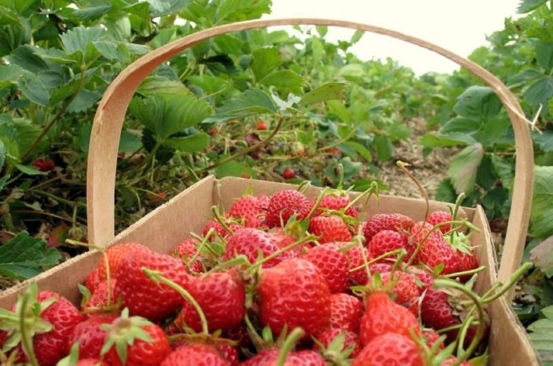    Фото сайта Минсельхоза России admin