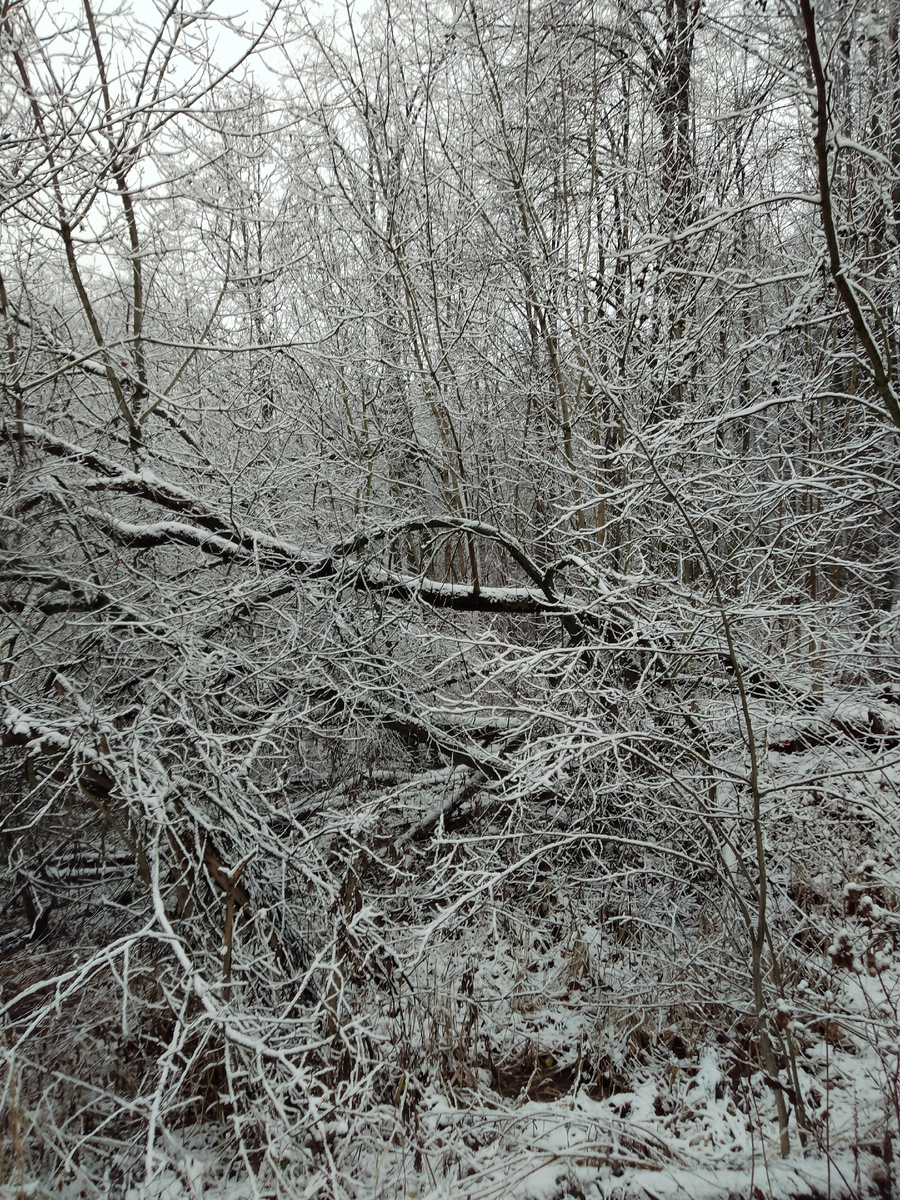 Фото автора. Зима вернулась