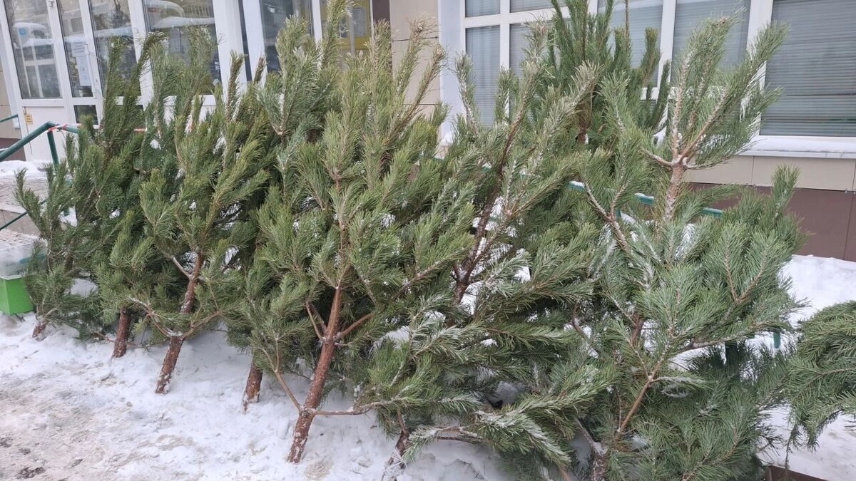    Сколько в Оренбурге стоят живые елки   56orb.ru