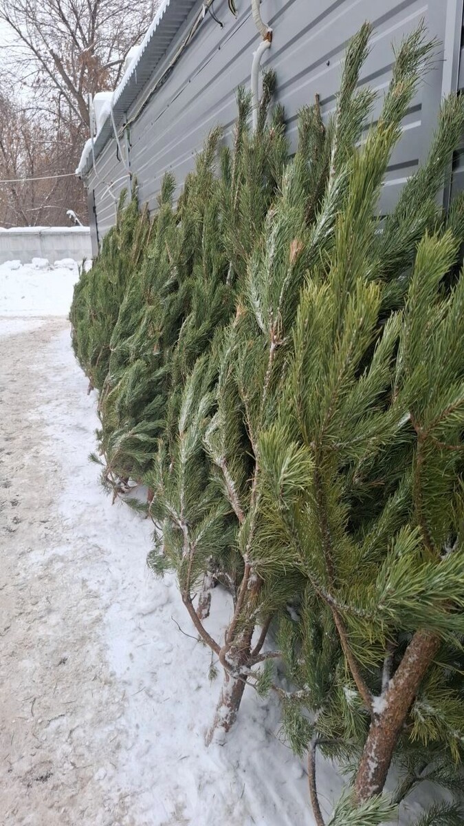    Новогодние живые елки в Оренбурге   56orb.ru