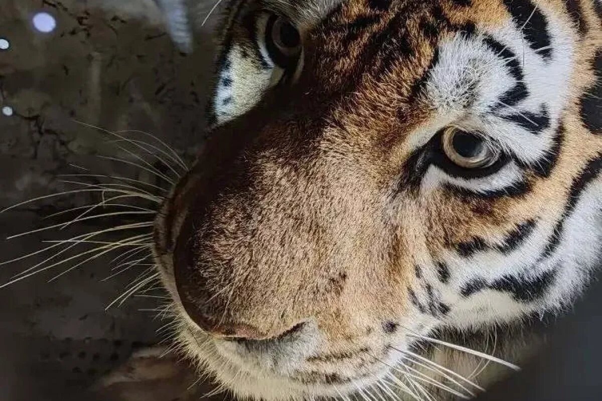    В Хабаровском крае завершилась месячная погоня за конфликтной тигрицей