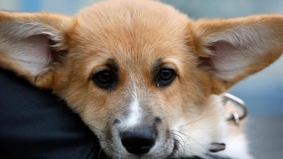     Мужчину и корги спасли от холодной смерти в кабине фуры в Приамурье Валерий Матыцин/ТАСС