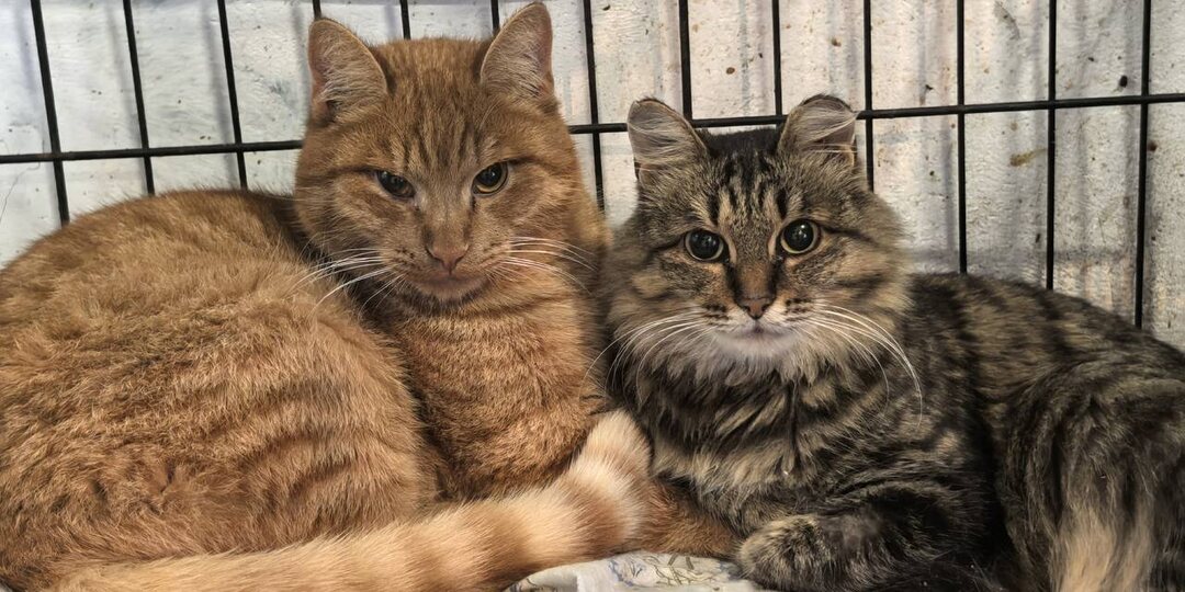 Новогодние подарки продолжают привозить в приют!