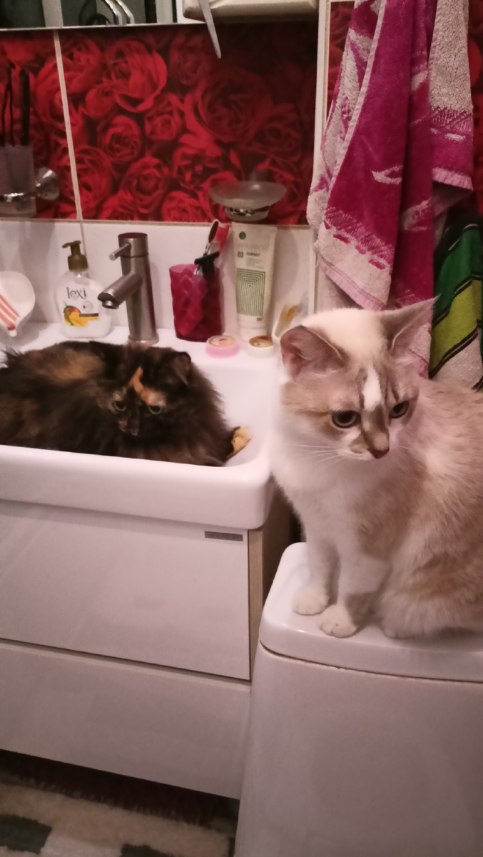 Тося в раковине, Соня на очереди сидит ждёт.