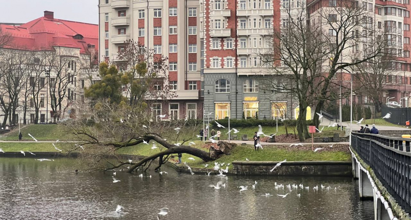    Первый городской канал Калининград