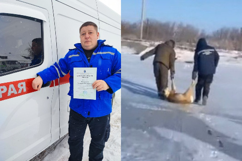 Новосибирский врач спас десятки косуль от неминуемой гибели