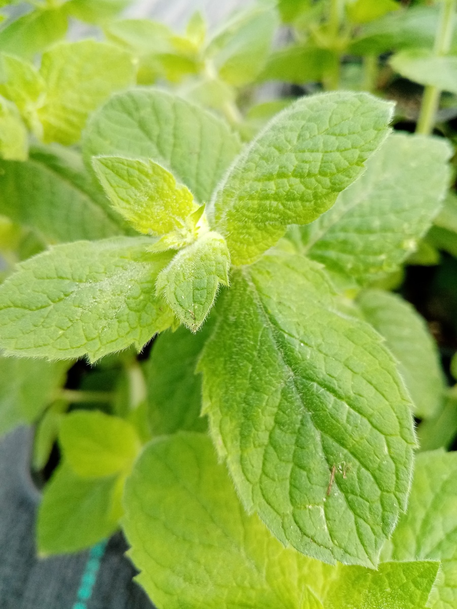 Оксамитовая мята. Фото из моего архива.