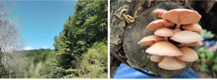    Фото: Agronomy 2025, doi.org/10.3390/agronomy15122882