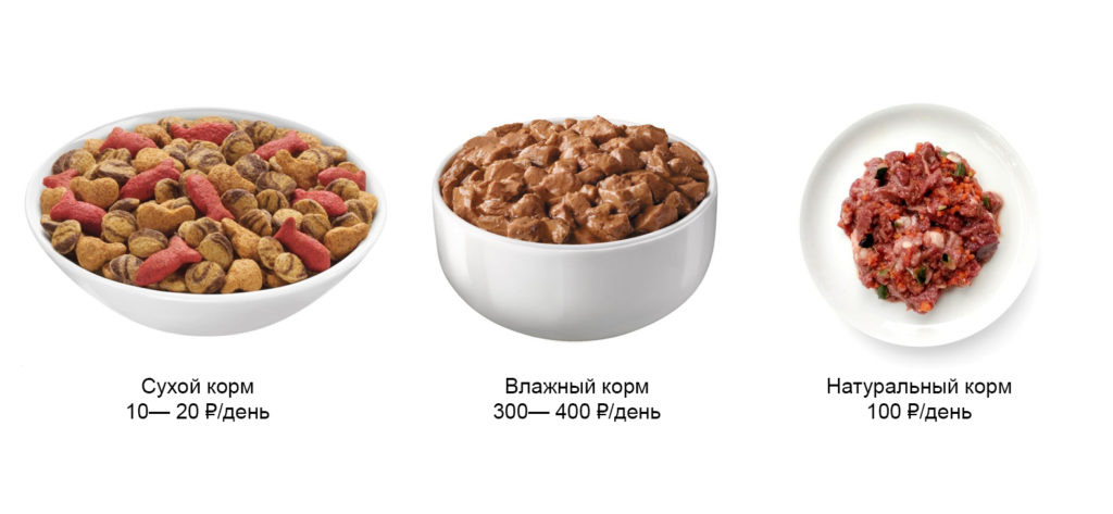     Средняя стоимость дневного кошачьего рациона NATUMBE.KZ