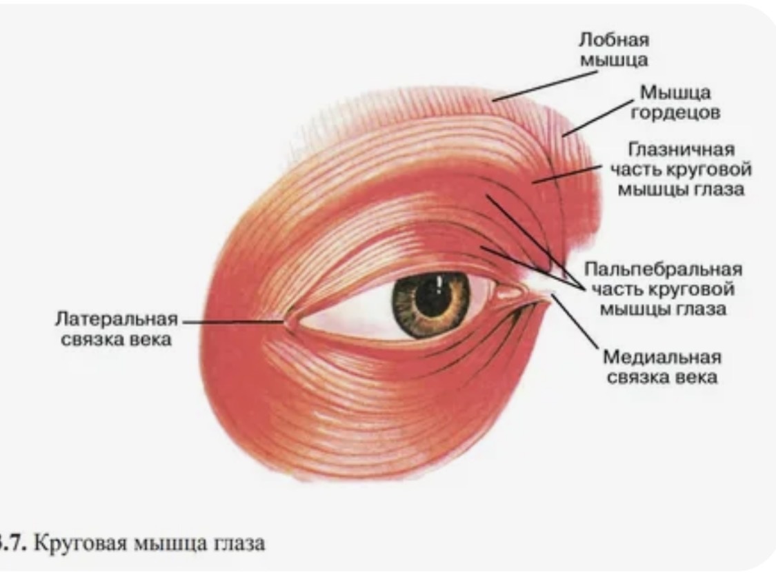 Круговая мышца глаз