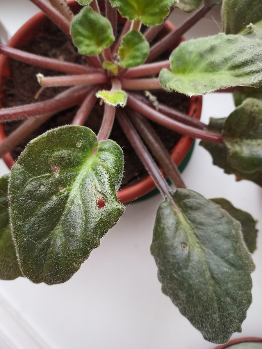 Отпечатки зубов))