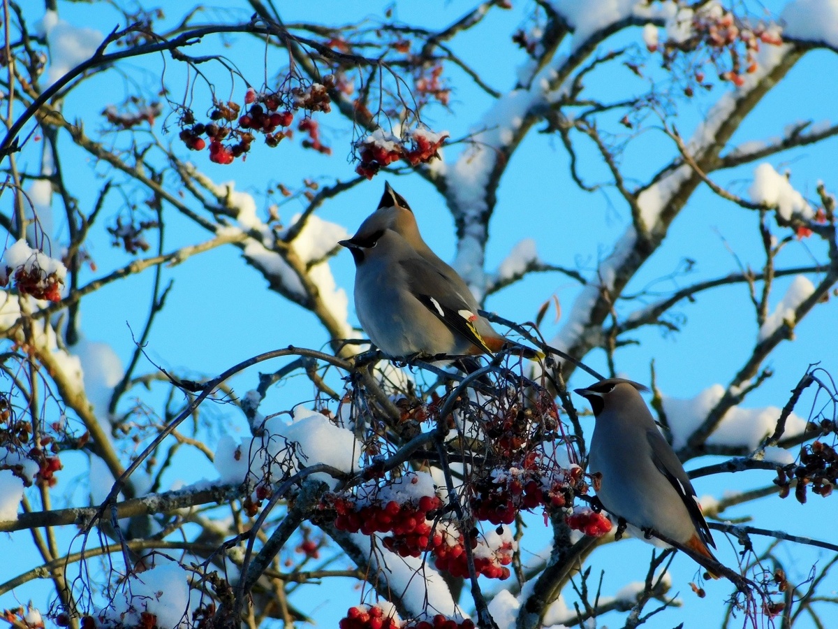    Фото: Вячеслав Вольгин