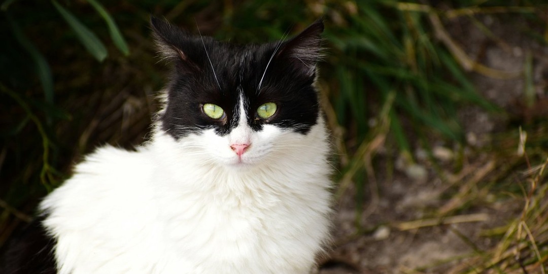 Эффектные и неприхотливые: 5 лучших пород кошек с шерстью средней длины