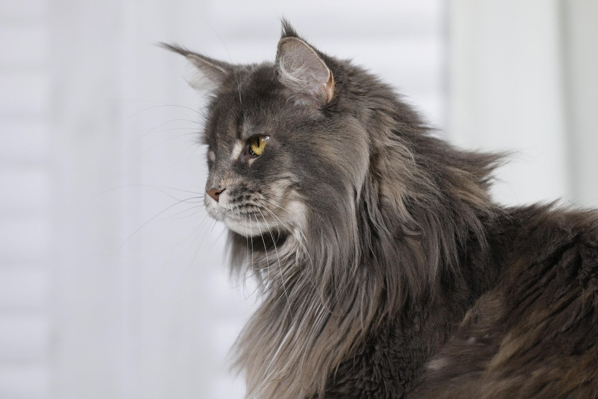    Мейн-кун — крупная кошка с густой водоотталкивающей шерстью