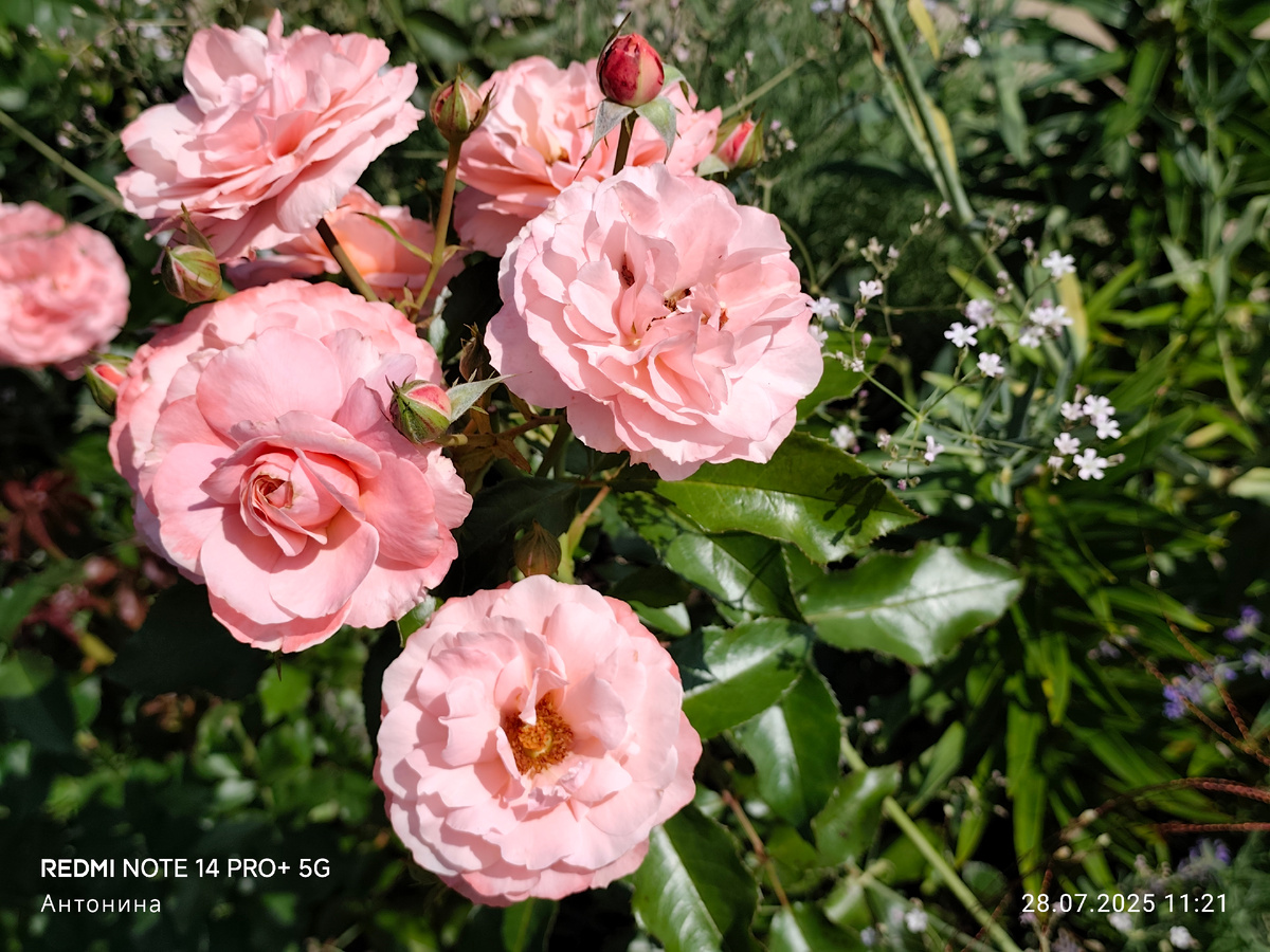 Роза Ботичелли и гипсофила тихоокеанская.