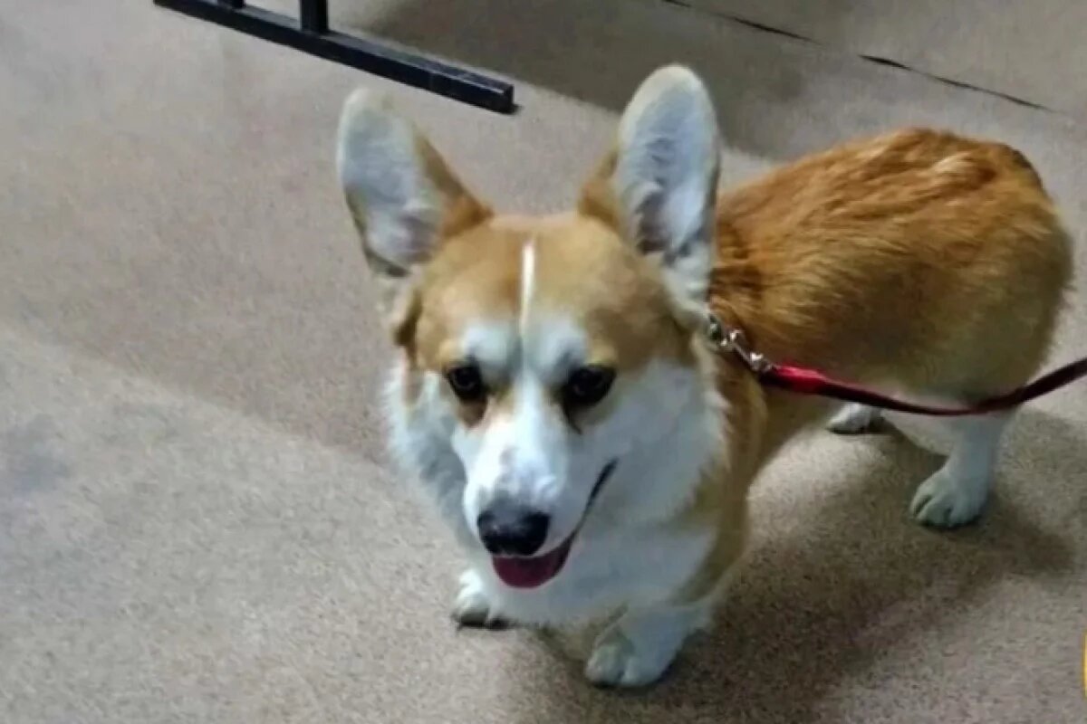    В Амурской области спасли водителя и его корги из заснеженного плена