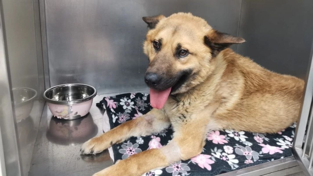    фонд «ЗООзащита»