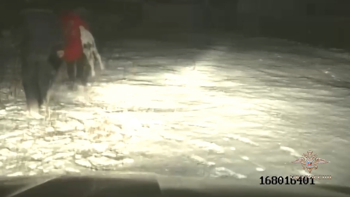     На юге Красноярского края полицейские спасли новорожденного теленка