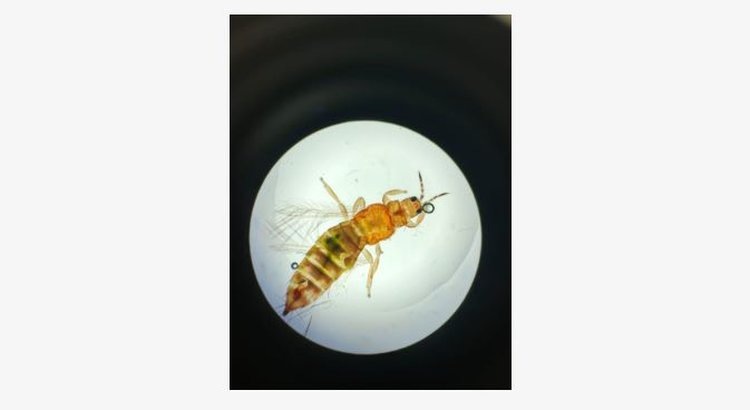    Фото: Россельхознадзор по Приморскому краю